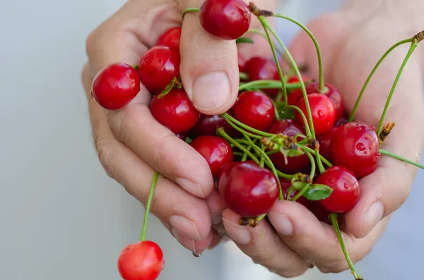 The man is showing the cherries  in his handfull. — Stock Photo, Image