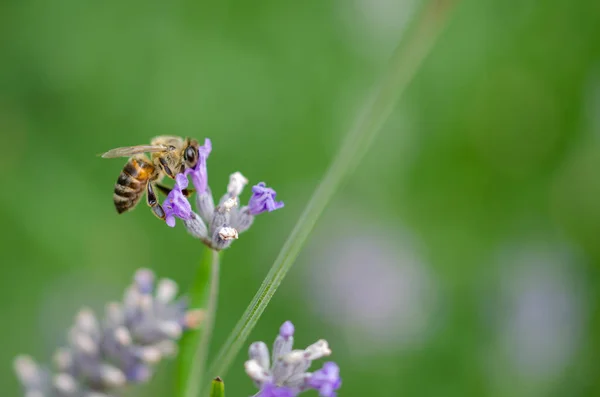Uma abelha nas flores de lavanda . — Fotografia de Stock