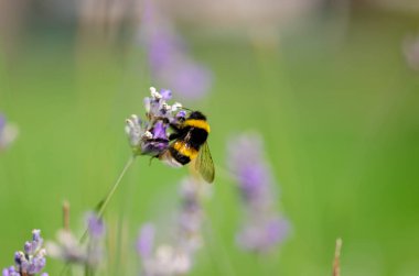 Bumblebee ve lavanta çiçekleri.