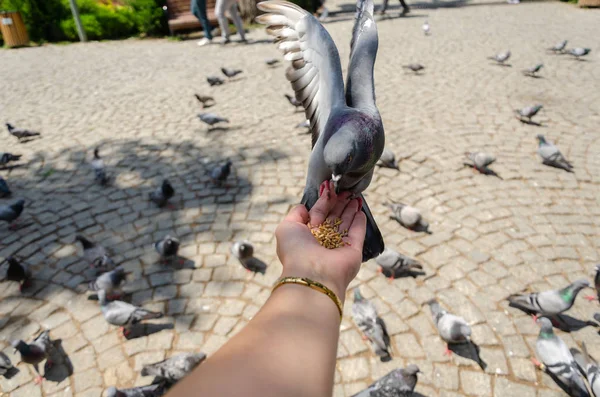 Touristin füttert Tauben im Park. — Stockfoto