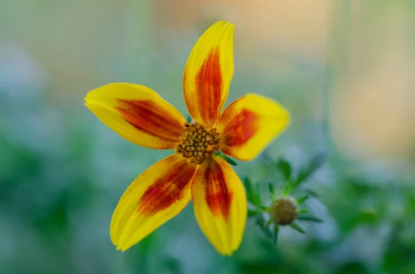 Rudá hvězda Bidens-Havajská rudá hvězda — Stock fotografie