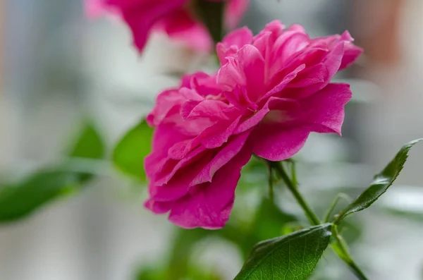 Nahaufnahme von rosa Rose — Stockfoto