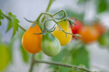küçük cherry domates bitkileri tencere