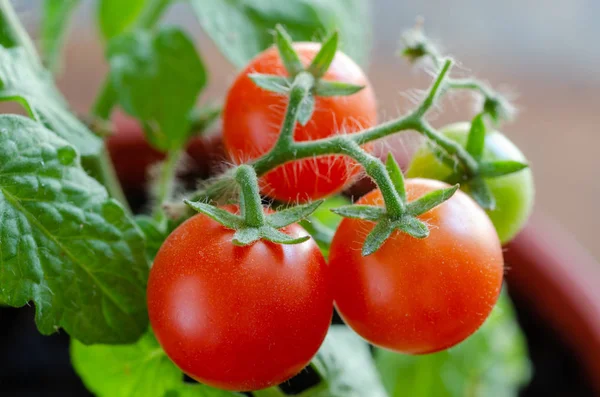 Rama de tomates cherry — Foto de Stock