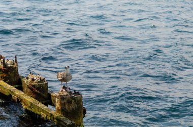 Bir martının portresi