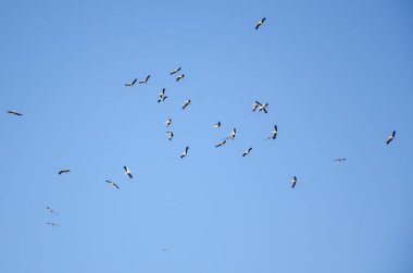 Leylek sonbahar göç.