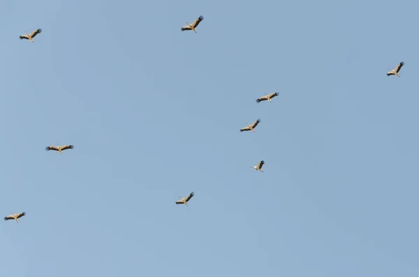 Migration automnale de la cigogne . — Photo