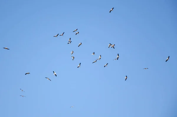 Herbstwanderung des Storchs. — Stockfoto