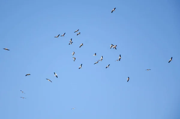 Migration automnale de la cigogne . — Photo