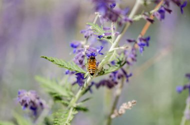 Mor çiçek üzerinde bir bal arısı,