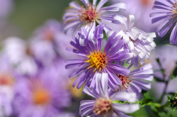 Nádherná dekorační a Léčivá květinová Astrová Rdest v purpurovém — Stock fotografie