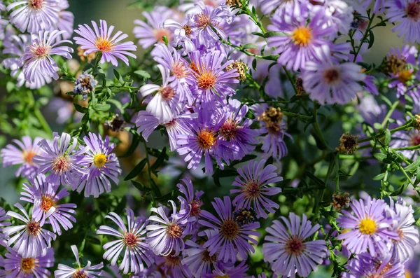 Vackra dekorativa och helande blomma Aster Alpinus i lila — Stockfoto