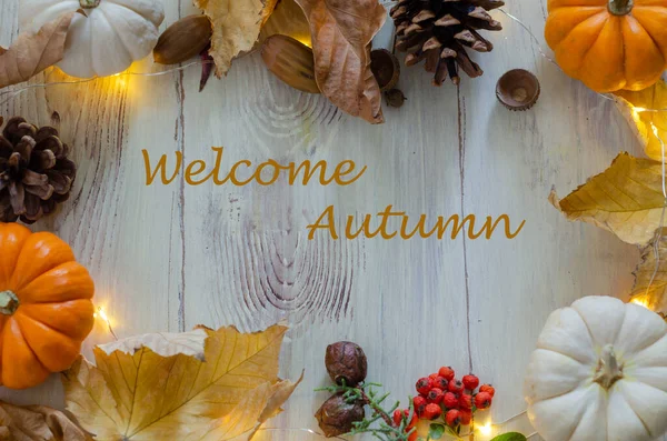 Herbststilleben mit Kürbissen, Tannenzapfen, Blättern und Licht — Stockfoto