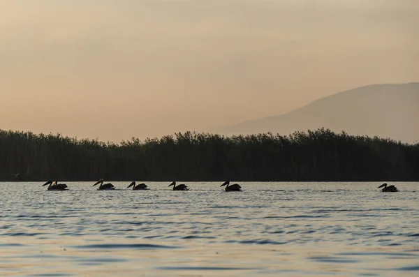 Pelicans Swiming Lake Sunrise — Stock Photo, Image