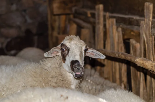 Oveja Blanca Está Mirando Cámara Pluma Fotos de stock libres de derechos