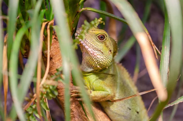 中国の水竜 Physignathus Cocincinus は植物の間を探しています — ストック写真