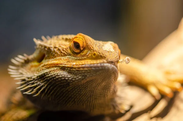 大胡子龙的肖像 Pogona Barbata — 图库照片