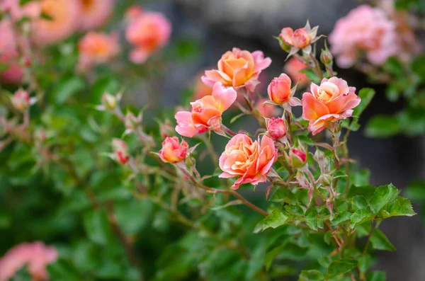 Schöne Rosa Rose Blüht Sommergarten Rosen Blumen Freien Natur Blühende — Stockfoto