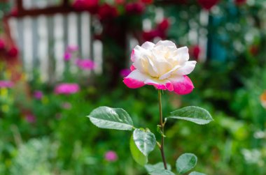 Bahçede beyaz ve pembe gül