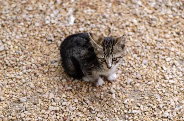 Lindo Pequeño Gatito Patio Trasero Vista Superior — Foto de Stock