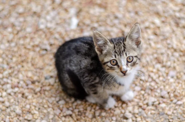 Egy Aranyos Kicsi Cica Kertben Felülnézetből Felfelé Néz — Stock Fotó