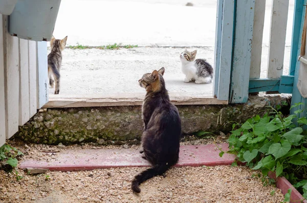 Katzenmutter Und Zwei Welpen Warten Gartentor Auf Futter — Stockfoto