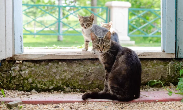 Matka Kot Dwa Szczeniaki Czekają Jedzenie Przy Bramie Ogrodowej — Zdjęcie stockowe