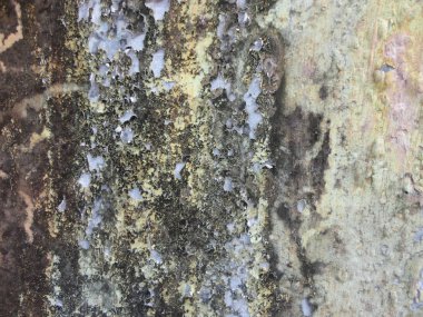 Yaprakları iyi kullanım için istediğiniz herhangi bir tasarım ile doku arka plan