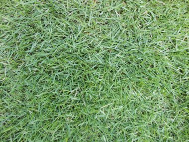 Çim bitki flora sanatsal doku arka plan iyi kullanmak istediğiniz herhangi bir tasarım için.