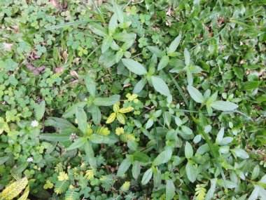 Yaprak sanatsal doku arka plan. istediğiniz herhangi bir tasarım için iyi kullanmak