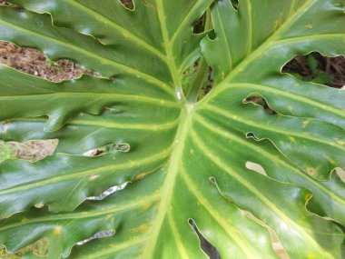 Yaprak sanatsal doku arka plan. istediğiniz herhangi bir tasarım için iyi kullanmak