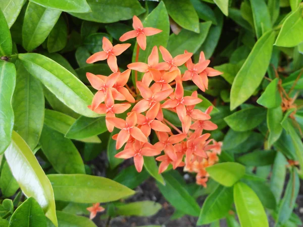 Blumen Und Pflanzen Textur Hintergrund Gute Verwendung Für Jedes Design — Stockfoto