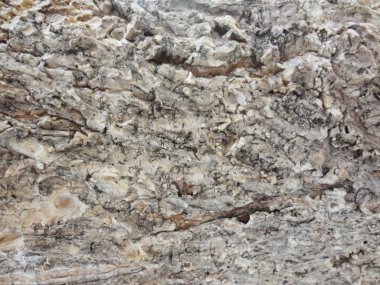 Ahşap doku arka plan iyi kullanmak istediğiniz herhangi bir tasarım için