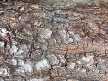 Ahşap doku arka plan iyi kullanmak istediğiniz herhangi bir tasarım için