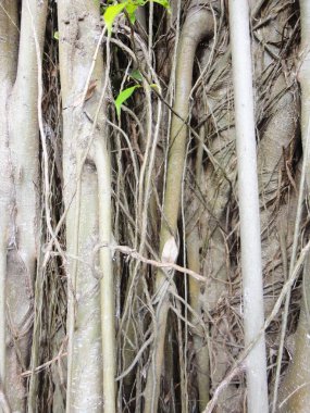 Ağaç bitki doku arka plan iyi kullanmak istediğiniz herhangi bir tasarım için
