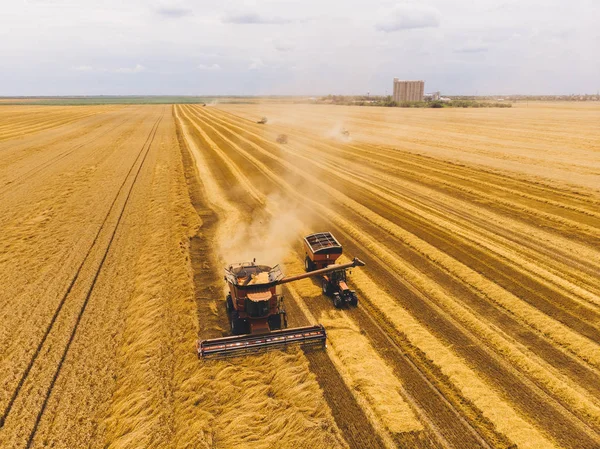 Harvester machine working in field . Combine harvester agriculture machine harvesting golden ripe wheat field. Agriculture. Aerial view. From above.