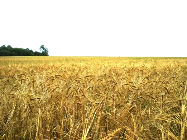 photo of wheat field and sky, rye field on the background of green forest. ripe oats