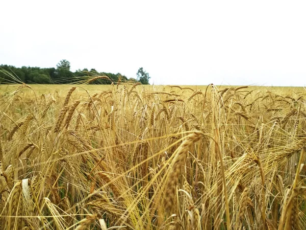 photo of wheat field and sky, rye field on the background of green forest. ripe oats