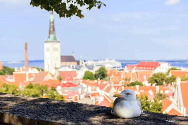 Tallinn Estonia Una Gaviota Escalofriante Con Casco Antiguo Tallin Fondo — Foto de Stock