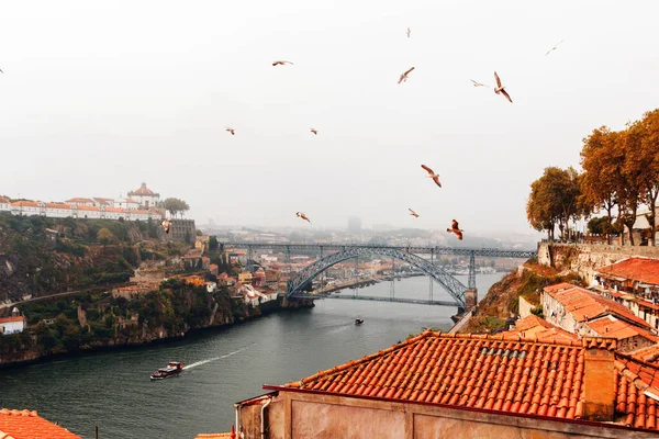 Porto Portogallo Mattinata Nebbiosa Porto Uccelli Che Sorvolano Tipici Tetti — Foto Stock