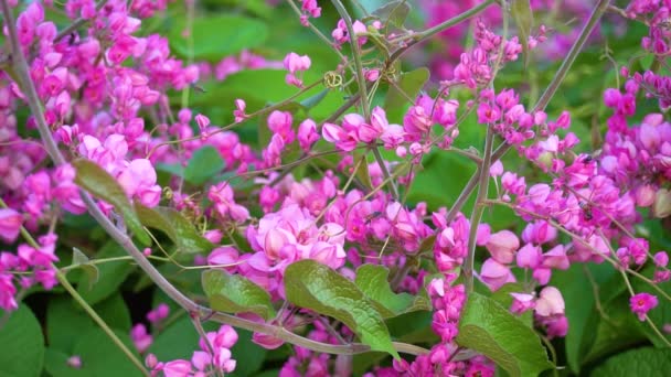 Honey Bees Sticking Clawing Depths Flowers Reveling Pollen Coral Vine — Stock Video