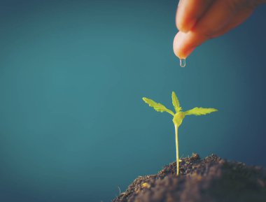 Esrar el fidan sulama