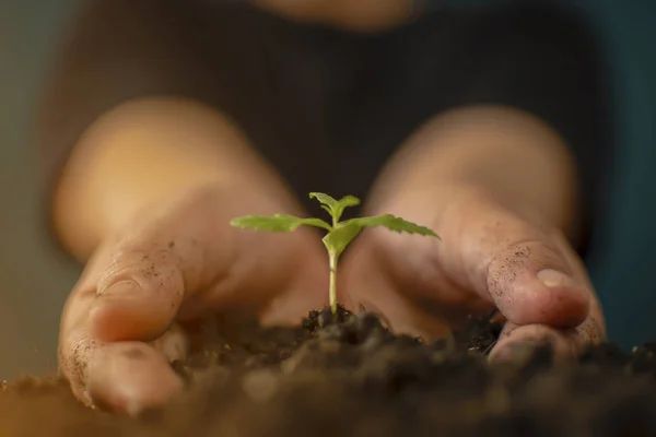 Main Tenant Doucement Sol Riche Pour Ses Plantes Marijuana — Photo