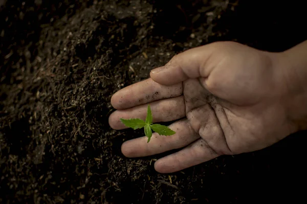 Fermierul Care Îngrășământ Chimic Răsaduri Mână Canabis — Fotografie, imagine de stoc