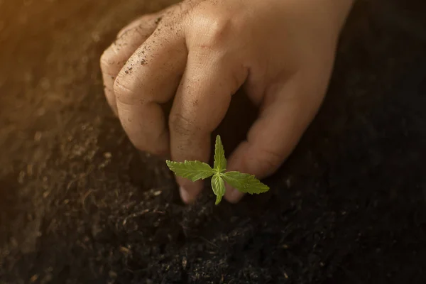 Mână Care Deține Ușor Sol Bogat Pentru Plantele Sale Marijuana — Fotografie, imagine de stoc