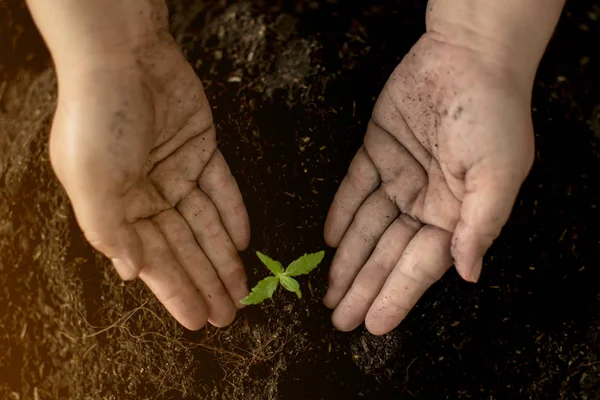 Watering cannabis hand seedlings