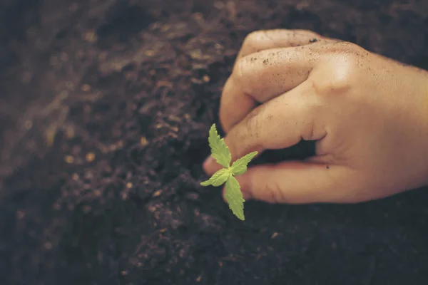 Main Tenant Doucement Sol Riche Pour Ses Plantes Marijuana — Photo