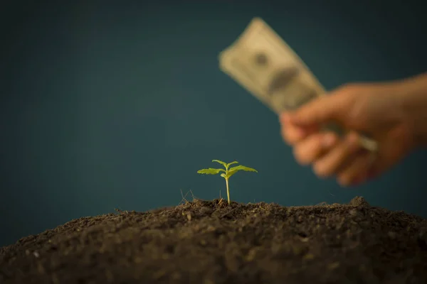 Hand Hält Ein Marihuana Blatt Das Über Den Mehreren Banknoten — Stockfoto