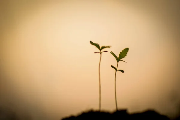 Plantă Mică Răsaduri Canabis Stadiul Vegetație — Fotografie, imagine de stoc