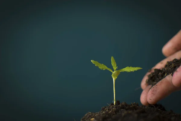 Mână Care Deține Ușor Sol Bogat Pentru Plantele Sale Marijuana — Fotografie, imagine de stoc